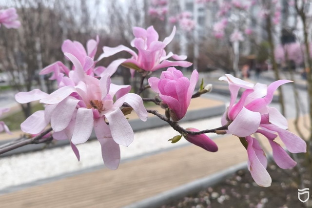 #������_�������: � ��� ������� �����볿, ���������� ��������� ������� ������