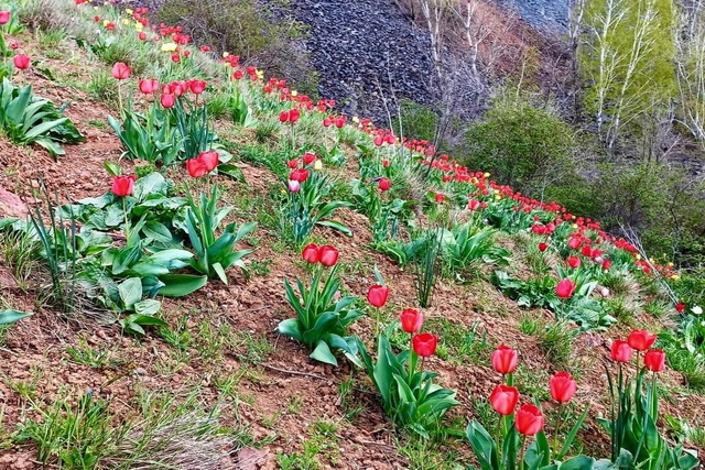 �� ������� ���������� ���� ���� ����-���