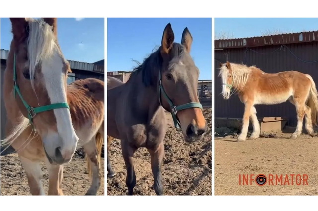 Потрібна допомога: у притулку рятують коней з Дніпра, яких відправили на «заслужену пенсію»
