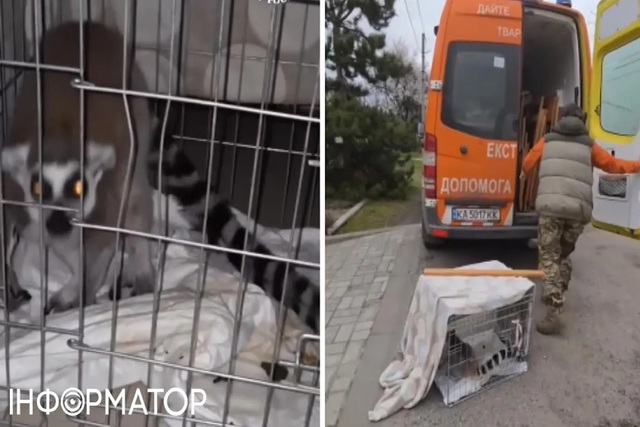 Киевляне спасли несчастного лемура из Днепропетровской области