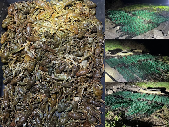 Завдав збитків на понад 1 млн грн: на Дніпропетровщині браконьєр наловив 6 кг раків