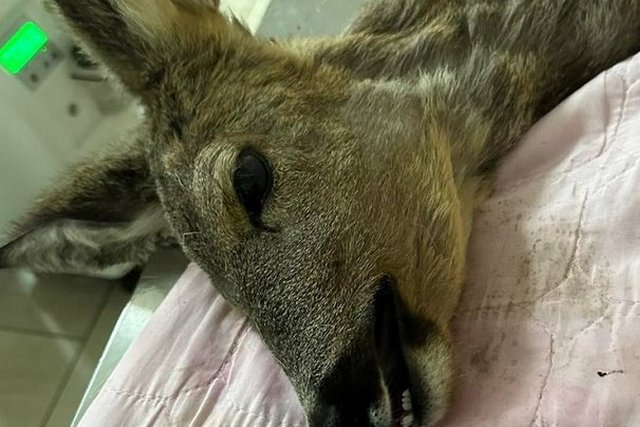 ������� ������������ � �������-�������� ������. �� ���������������� ������� ������, �������, ��������, ���� ����������