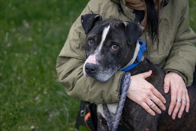 Арчі залишили господарі у зачиненому вольєрі. Суспільне Дніпро/Юрій Тинний Владельцы оставили закрытым в вольере, рядом с которым упал КАБ. Из Лозовой в Днепр эвакуировали трехлетнего питбуля
