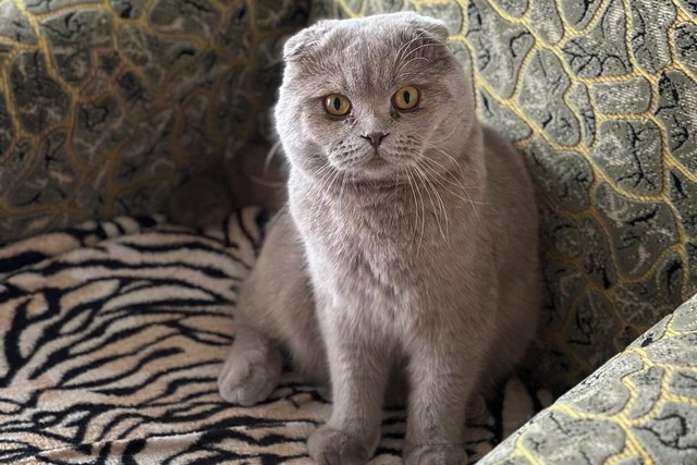 Вывезенный с фронта красавец-британец ищет новых хозяев