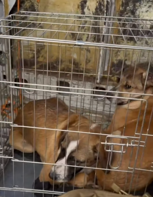 ���������� ��� �������� �� ����������� ���� ����� �������