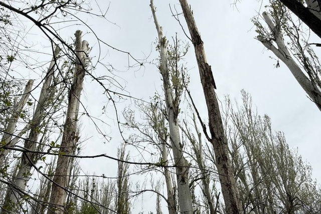 � ������ �� ���������������� ������� ������ ����� � �������� ������: �� ������� � ������� 