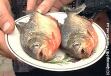 ����� �� ���������� ������� �������� ������