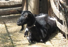 ���� ������ ����� �������� ����� ������� ������� 