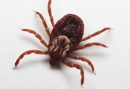 ������� ������� ����� 