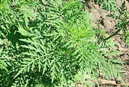 ��������� ��� ������