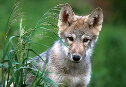 ����������������� ���������� �������� ��������