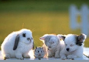 ����������� ��� ����� ��������