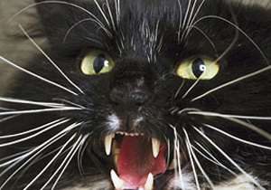 � ���������������� ������������ ������ ���������