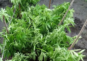 ���������� ������� ����� �� ������� 