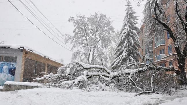 Зеленые насаждения Каменского не выдерживают изменения климата