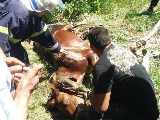 �� ���������������� ���������� ������ �101� ������ ���� �������