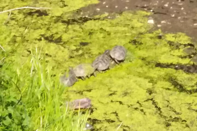 Днепр окружают стада черепах