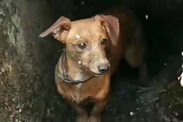 � ������ ���������� ������ �������� �101� ���������� �������� ��������