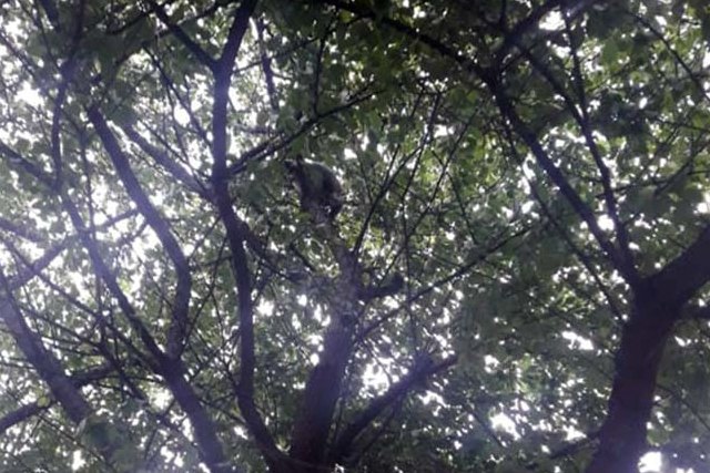 � ������ ���������� ���� ���������� �������� ��������