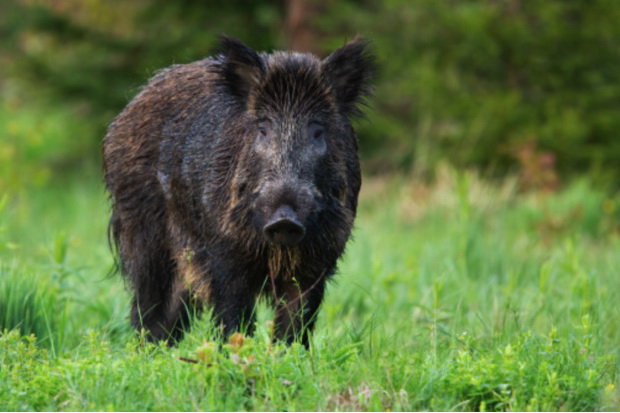 � ������ �� ���������� ������ ����� ������