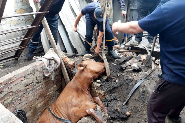 На Дніпропетровщині корова провалилась до ями: рятувальники прийшли на допомогу