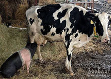 � ������� ��������� ���� �� ������ � ��� � ��������