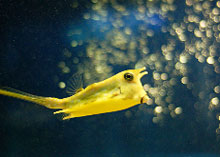 � �������������� ������� ������������� ������