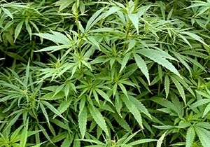 � ��������������� ����� ����� � ������� ������ 2,5 �� �������