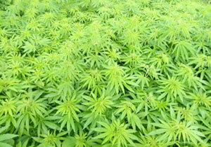 ������ �������� �������� ���ʻ