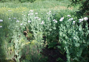 ������� ������������� ������������ ������� ���������