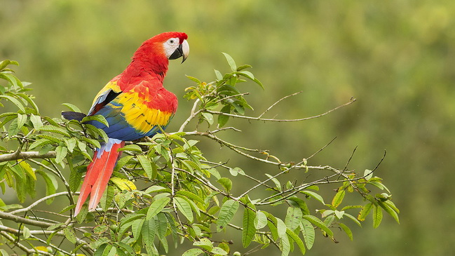 В Днепре спасли экзотического попугая