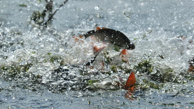 ����� ������ ������� ������� ��������� �� ���������������� �� ��� �������