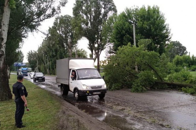 Упавшее дерево парализовало въезд в Каменское
