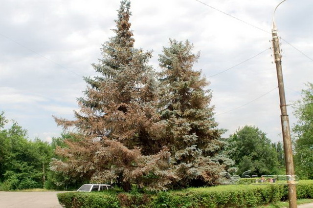 В Каменском на ж/м «Черемушки» болезнь продолжает уничтожать многолетние ели