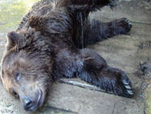 ��-�� ���� ����� � �������� ������ �� ��� ���� � ����