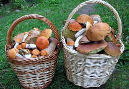 ���������� ���������������� ������, ����������� �������