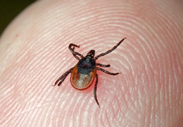 � ����������������� ������ ���������� �� ������ ������ �������