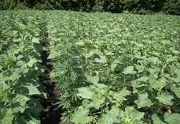 �� ����������� ���������� ��������������� ��������� 39 ��������� ���