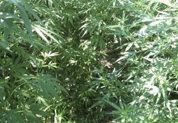 � ���������������� ����������� ������ 182 ����� �������