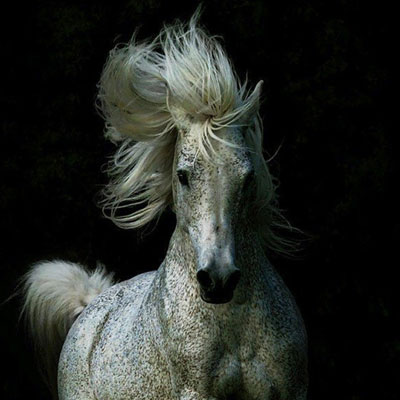 Прекрасногривые лошади