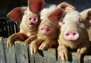 ���������� ������� �������� ������������ �������� ������� �� ������ ��� ����������� ������