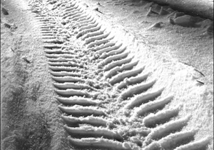 ��������� ������ ���������� � ������-������� �������