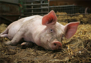 � ������ ���������� ������ ������