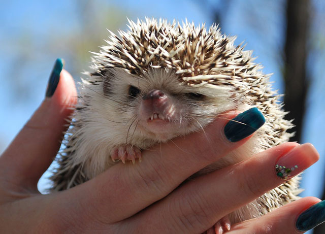 ���� ��������� ������