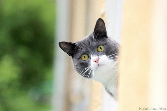 ���������� ������ ������ ���� �� �������� �������