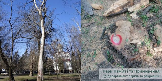 В Днепре продолжают «планово» удалять деревья