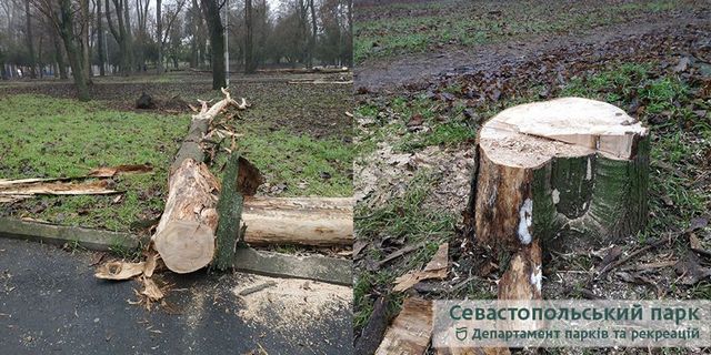 В Севастопольском парке Днепра спилили 61 дерево