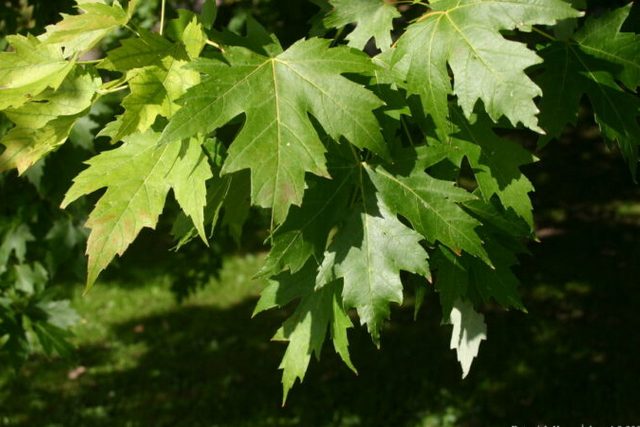 В Днепре горожанин посадил целую аллею кленов