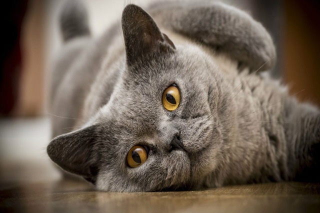 Felix: 5 ,    -    