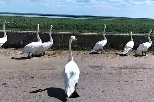 ������� ������ ���������� ���������� ����� �� ͳ�������